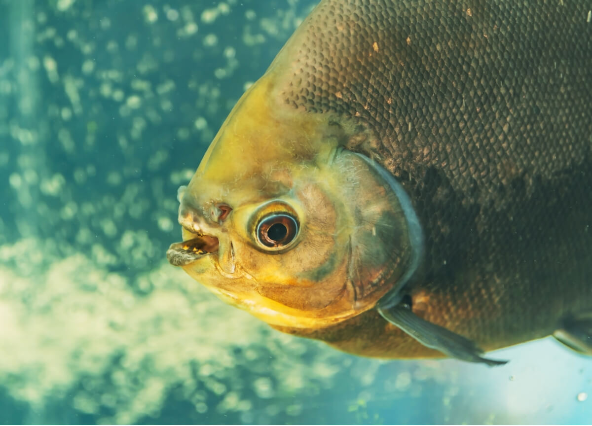 A pacu fish showing its teeth.