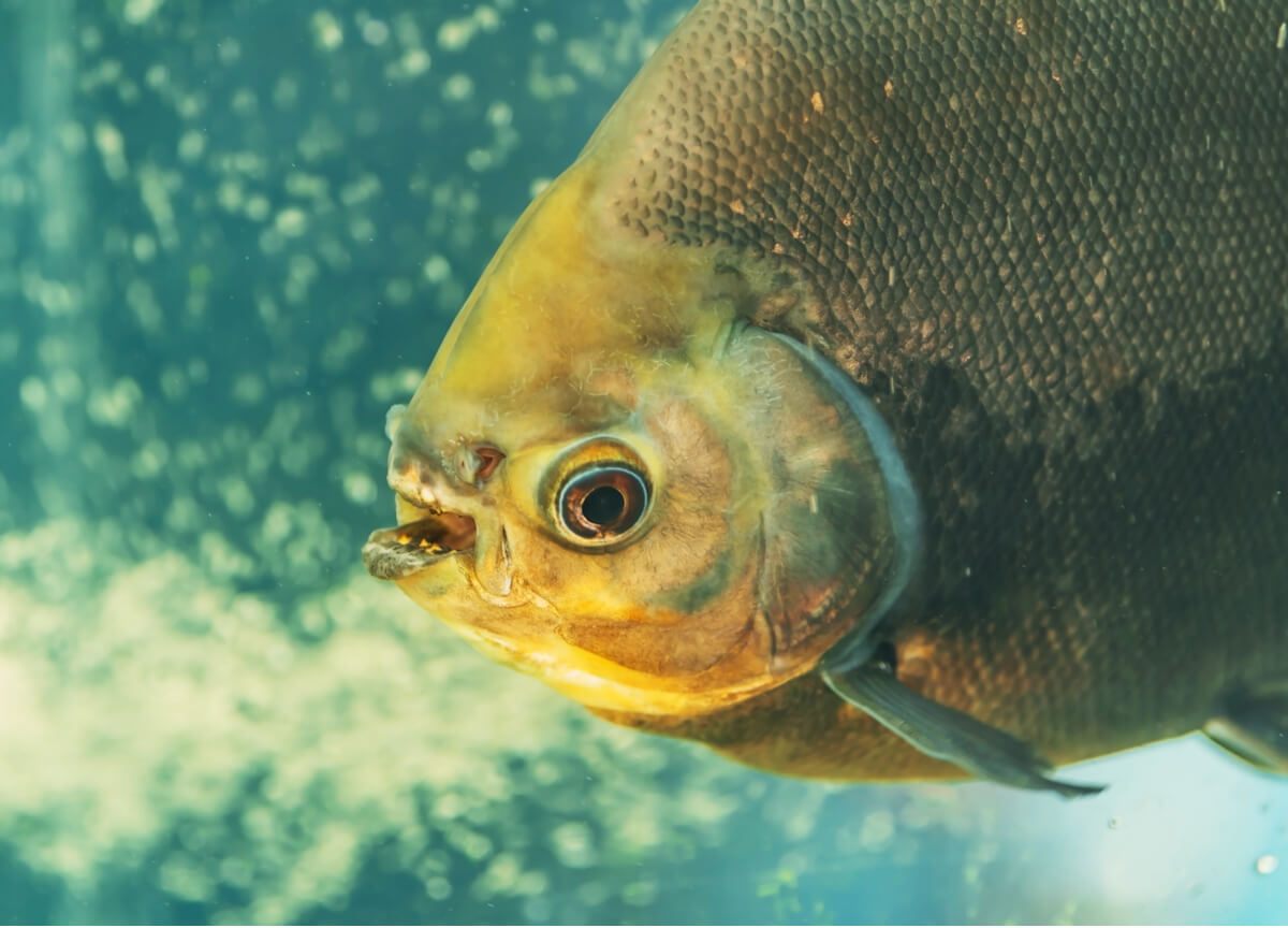 Un pez pacu mostrando los dientes.