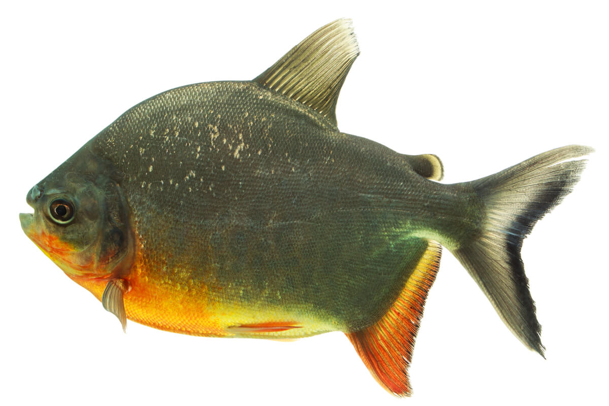 Un pez pacu de fondo blanco.