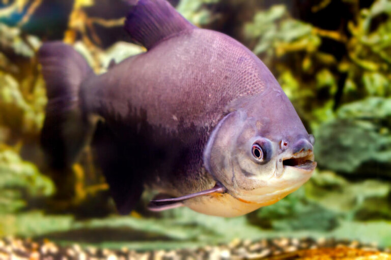 Peces pacu: sorprendentes pirañas vegetarianas