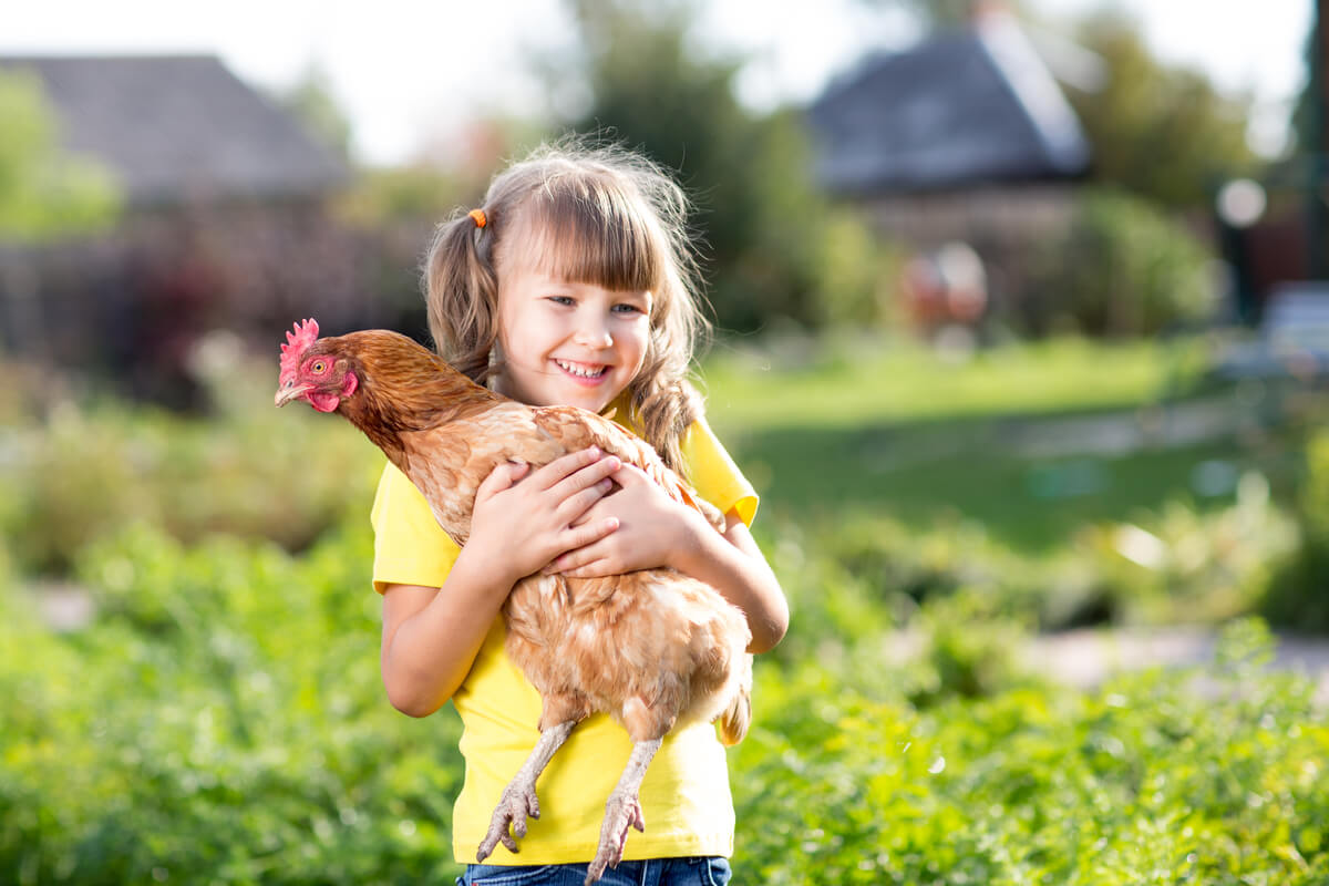 Un pollo campero es abrazado por una niña.