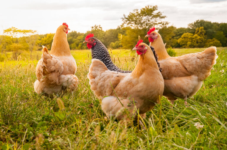 El futuro dorado de las granjas de pollos: el pollo campero