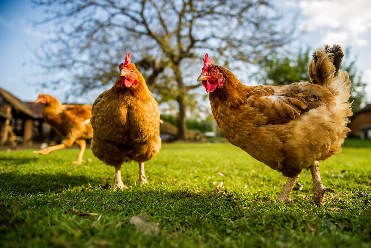 Pollos en una granja.