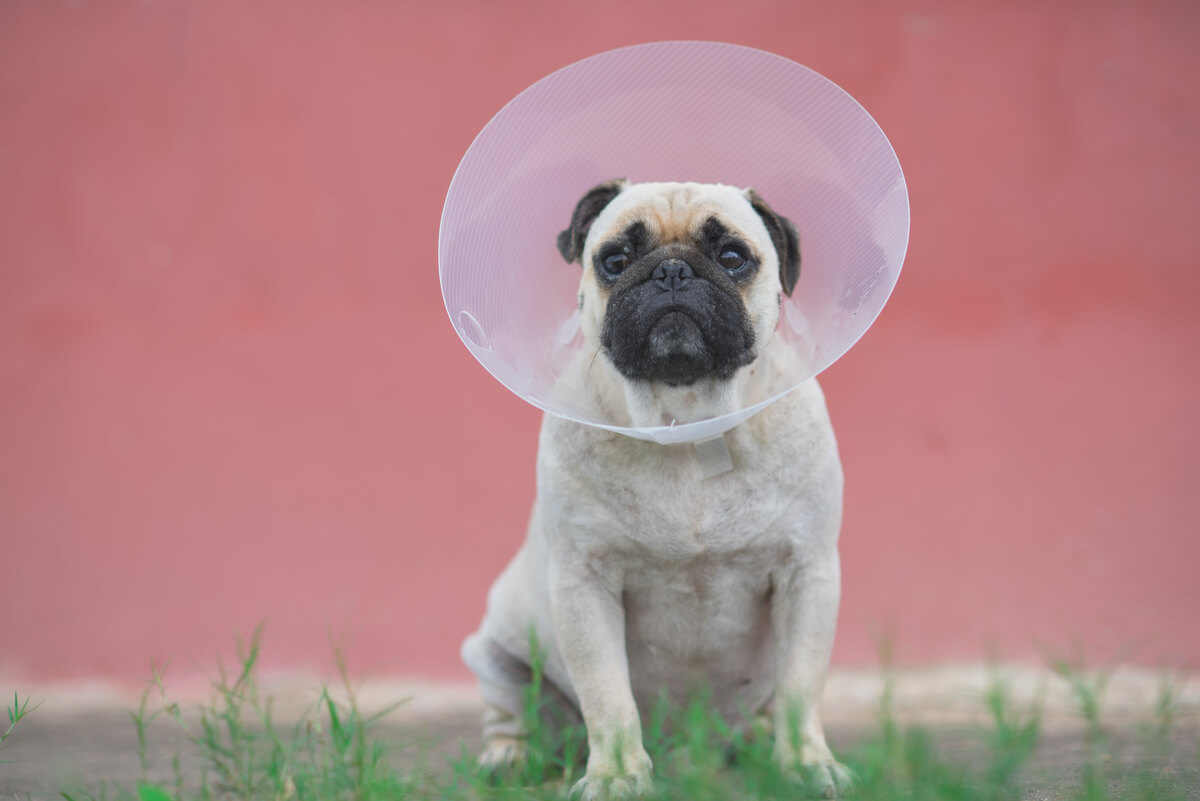 Un pug con un collar isabelino.
