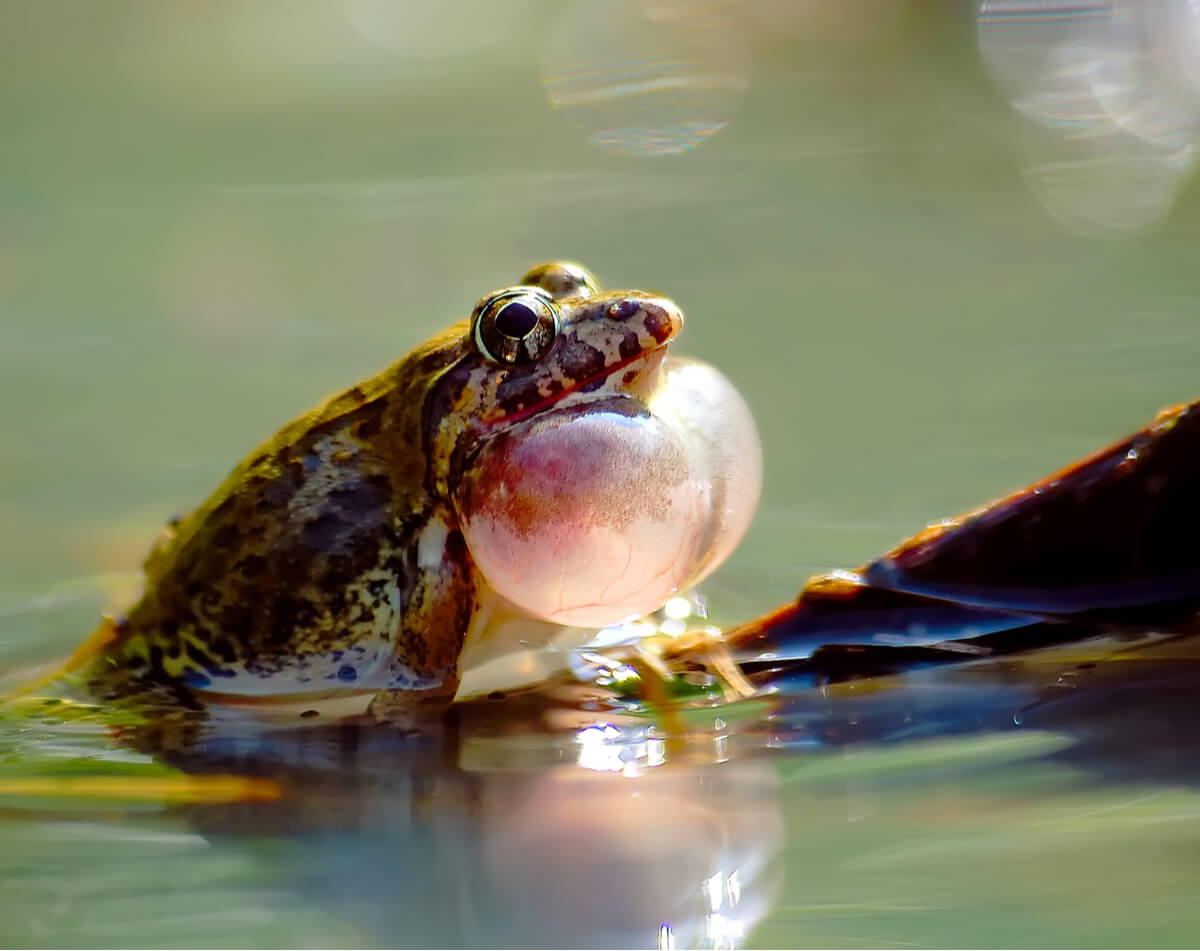 A singing frog in a lake