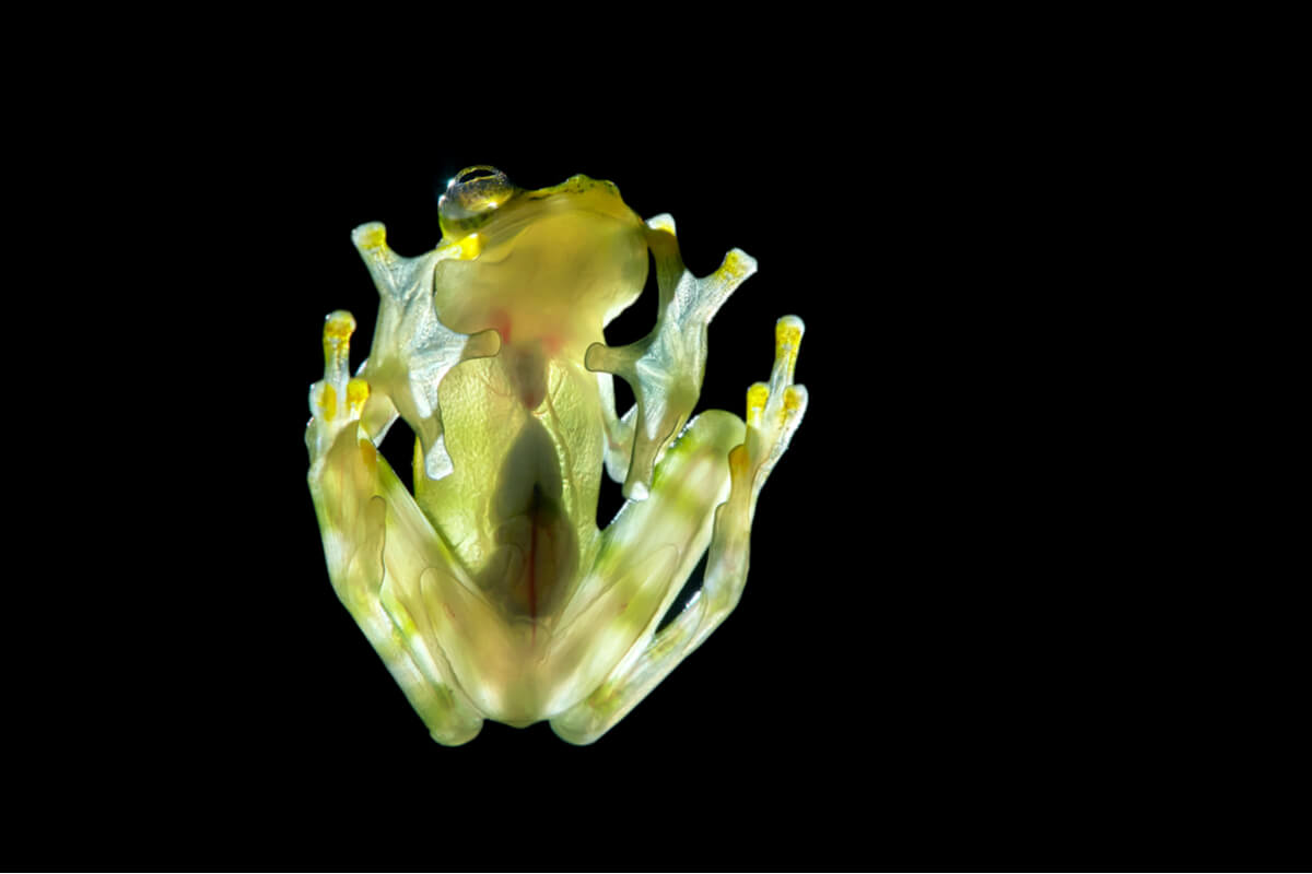 A glass frog.