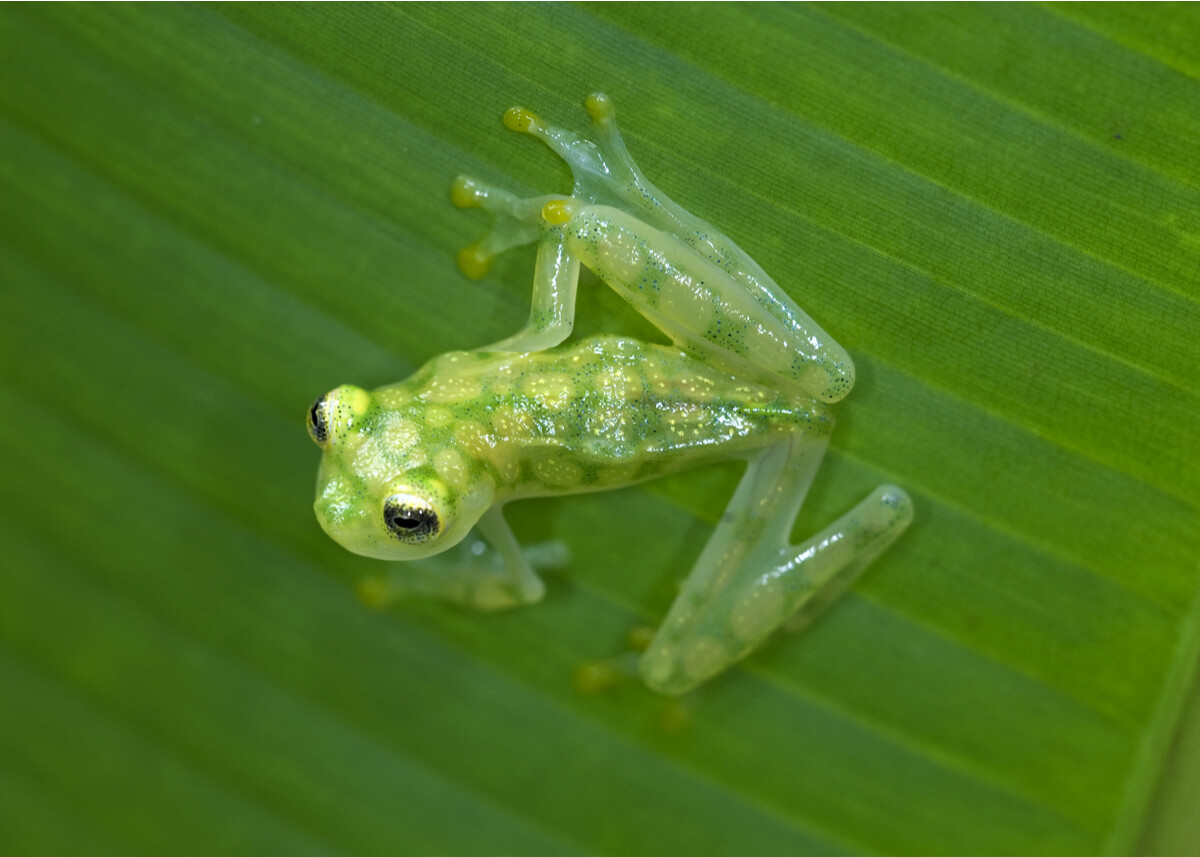 Una rana de cristal sobre una hoja.