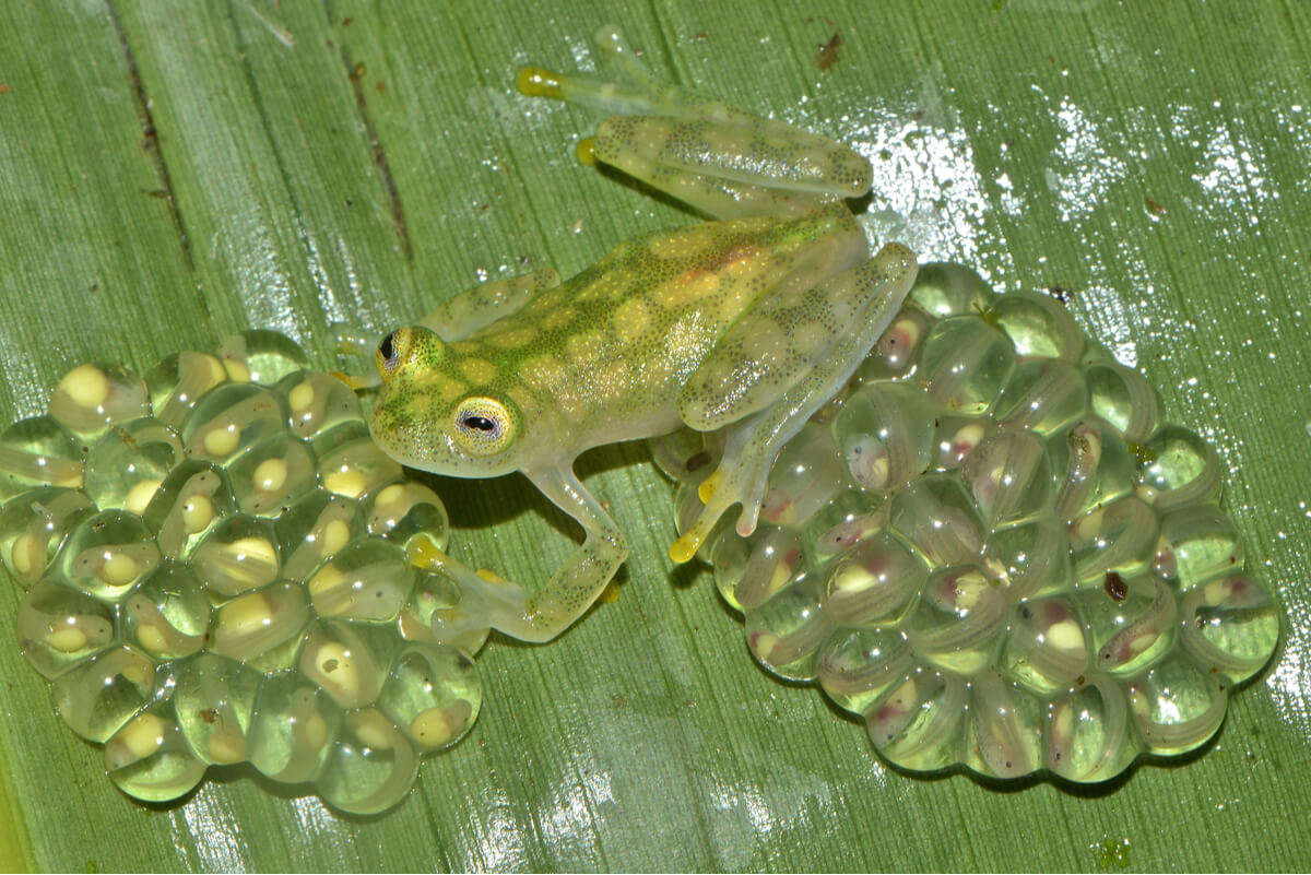 Une grenouille de verre avec ses œufs.