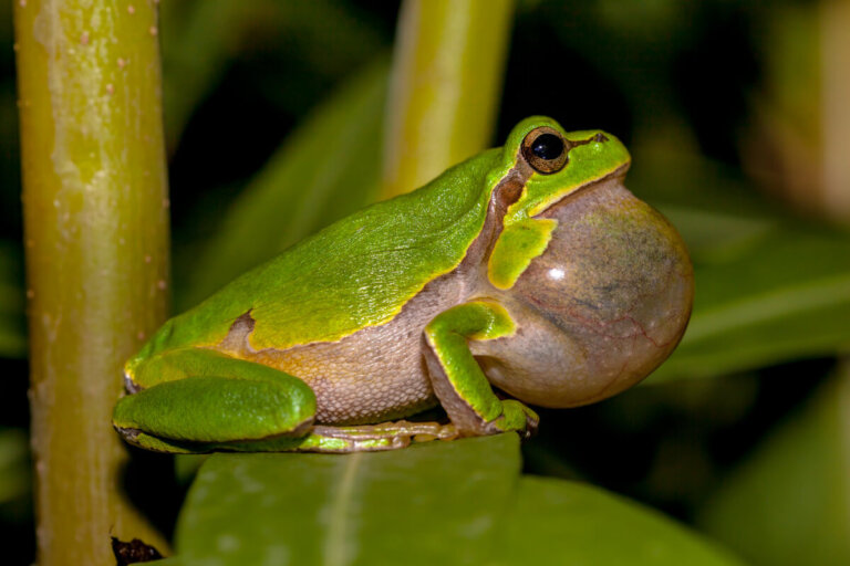 ¿Por qué cantan las ranas?