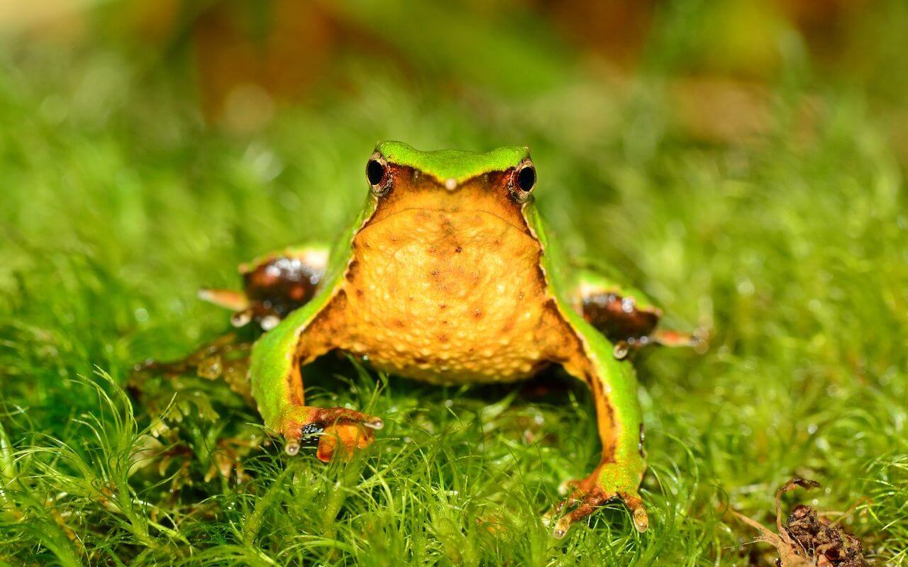 Cara de una rana de Darwin
