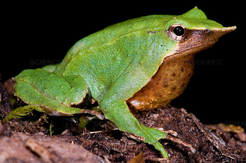 Una rana de Darwin.