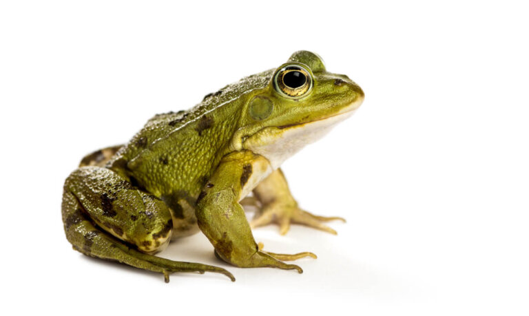 ¿En qué se distinguen una rana de un tritón?