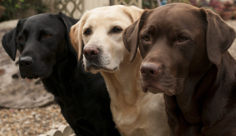 Cinco tipos de labradores y sus características
