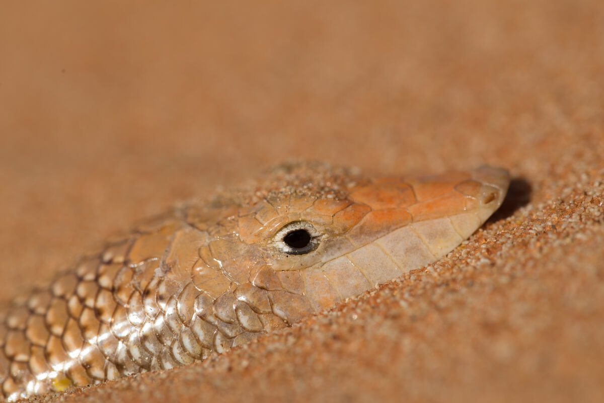 Un Scincus scincus bajo la arena.