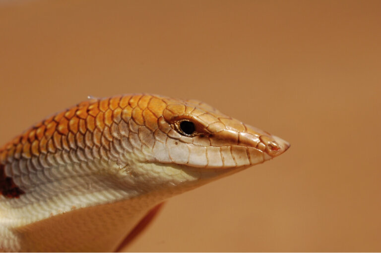El pez de arena: un extraño reptil