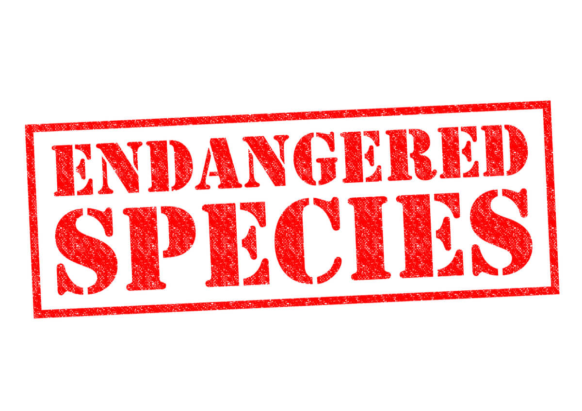 Categorías de amenaza según la IUCN.