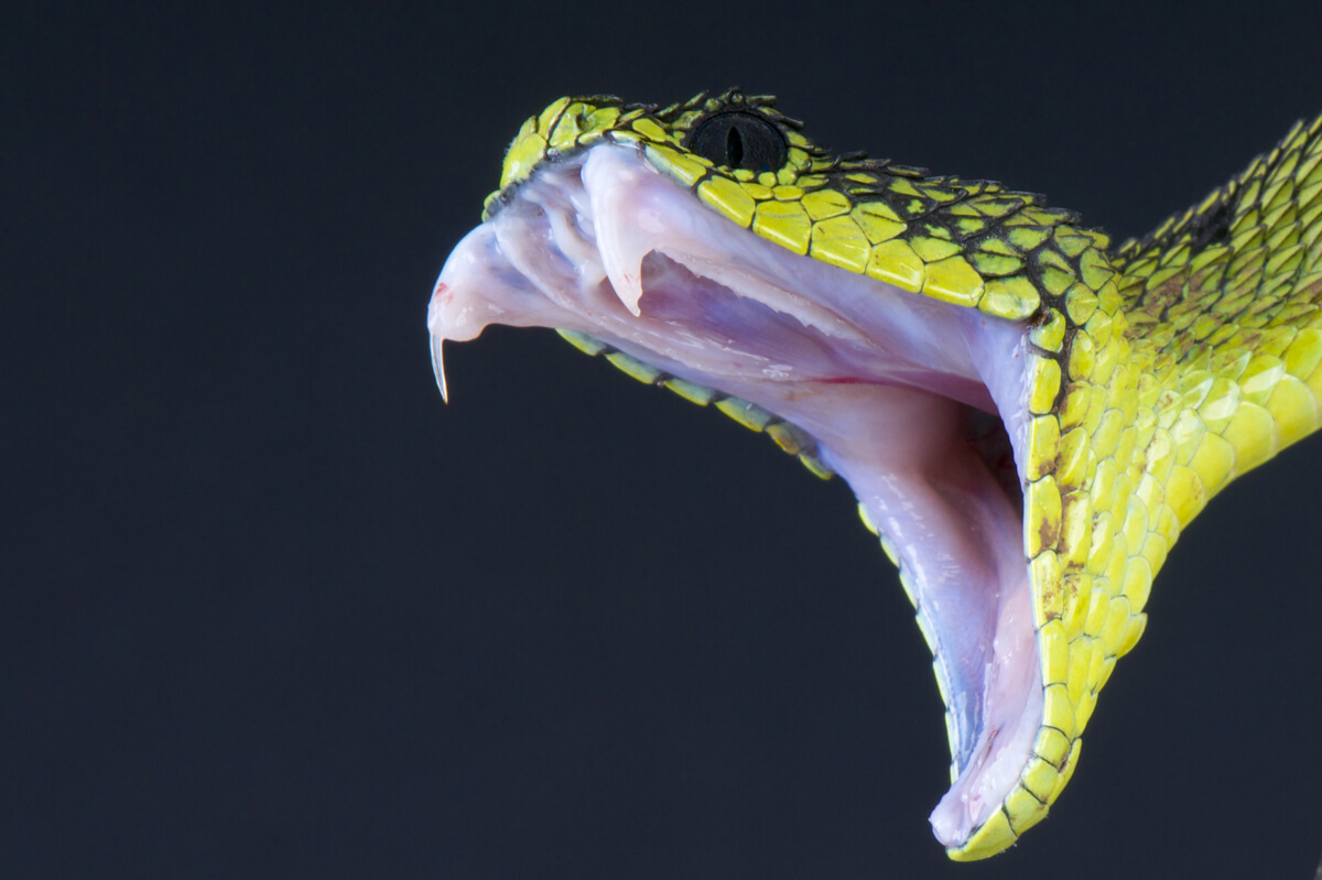 Las picaduras de serpiente pueden ser graves.