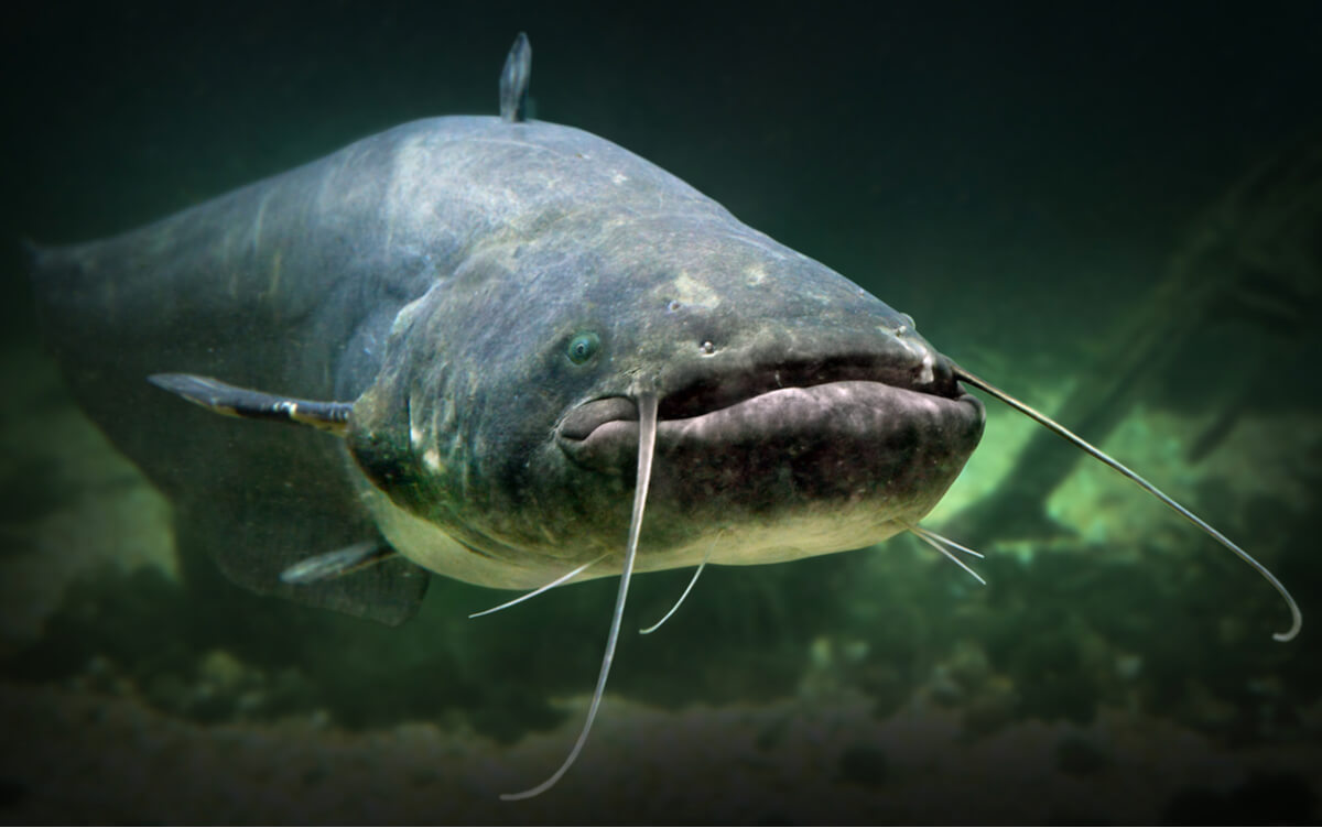 Uno de los peces de agua dulce más grandes del mundo.