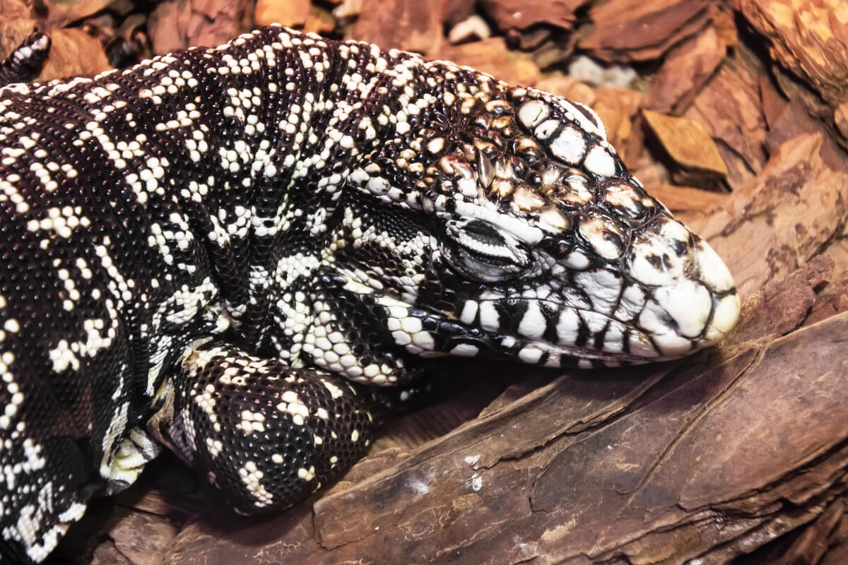 Un tegu durmiendo.