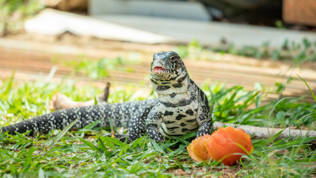 Un tegu comiendo fruta.