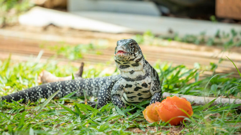 Tegu: cuidados y características