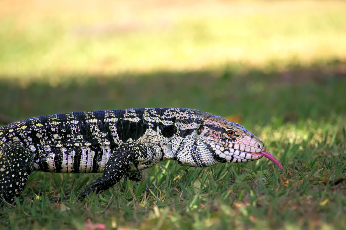 Un tegu paseando por el suelo.