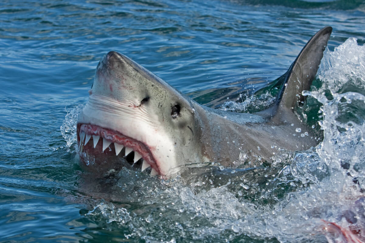 Un tiburón que acaba de salir del agua.