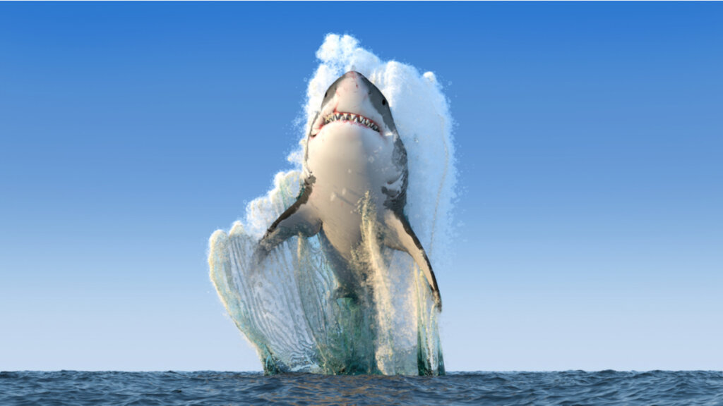 ¿Es cierto que los tiburones no enferman?