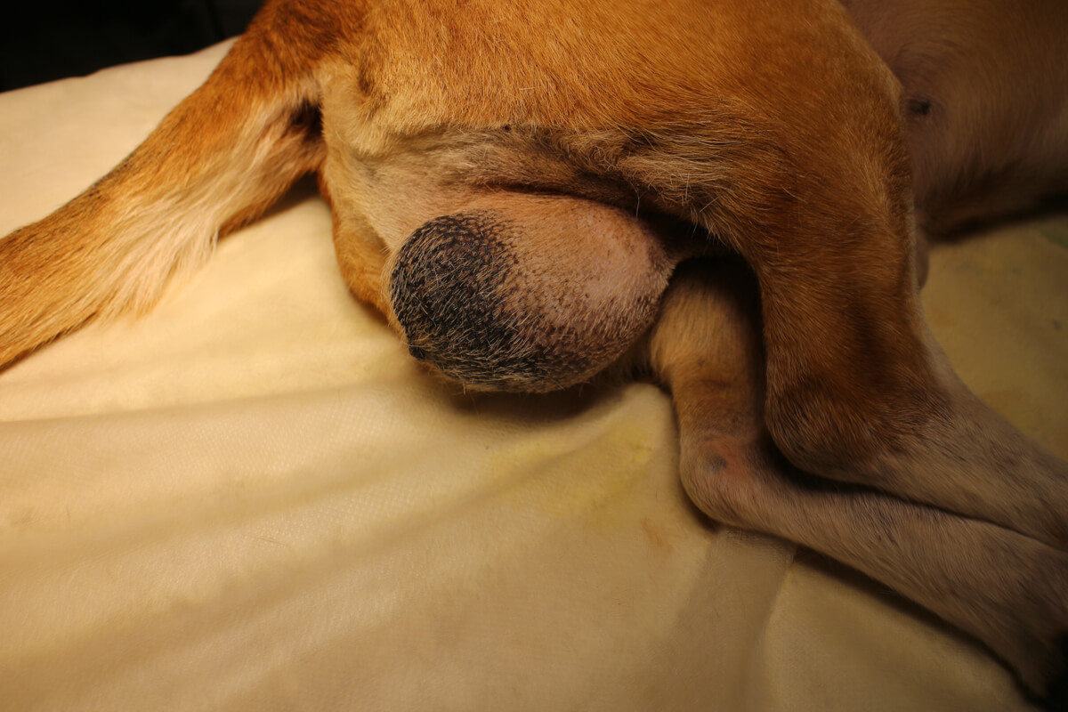 Un perro con un tumor testicular.