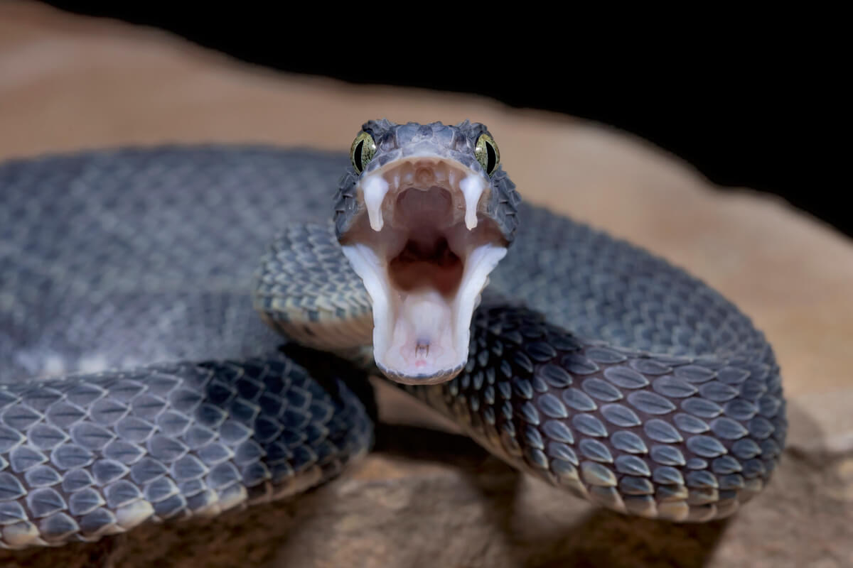 Una serpiente venenosa.