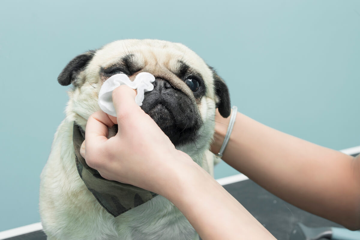 A vet cleans a dog's eye.
