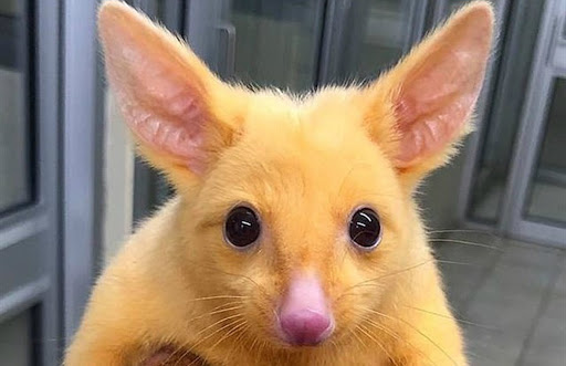 Este animal mutante nos recuerda un pokemon.