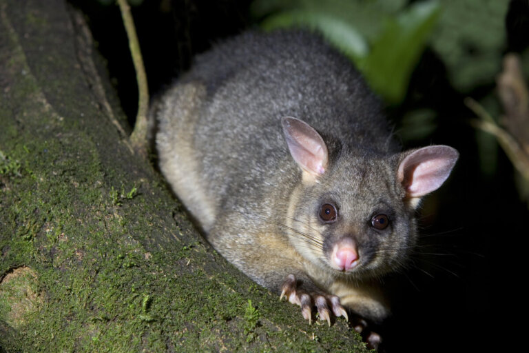 10 tipos de marsupiales
