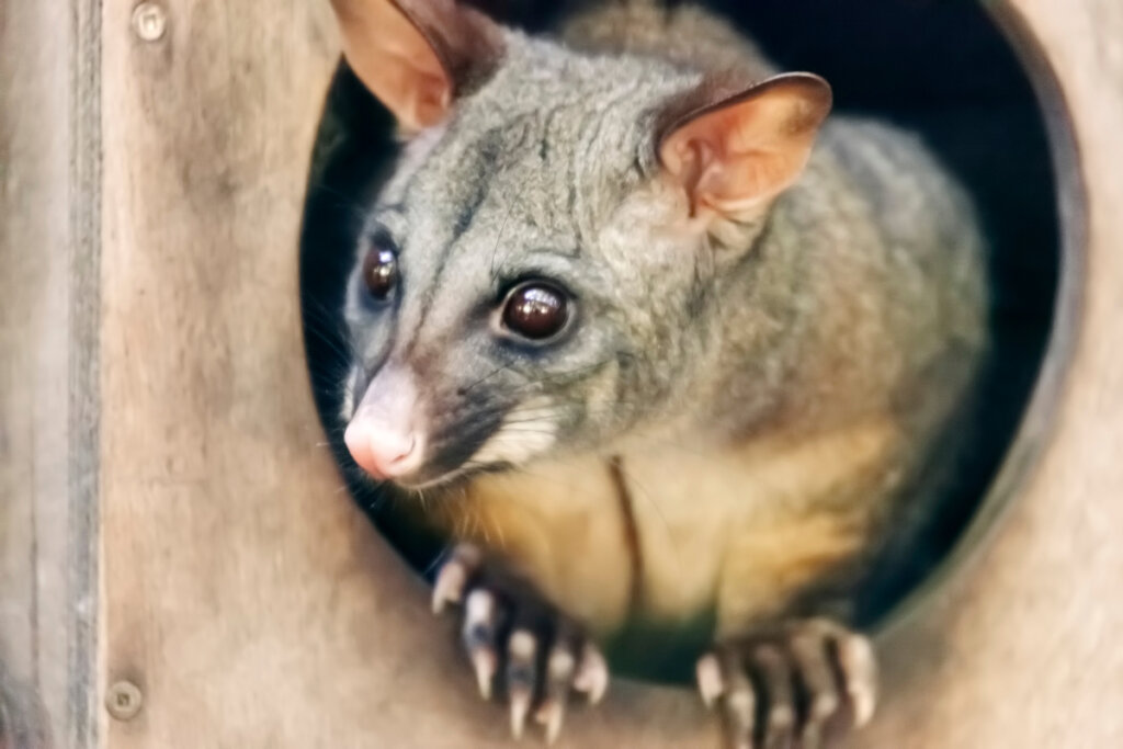 Zarigüeya dorada: ¿a qué se debe su color? - Mis Animales