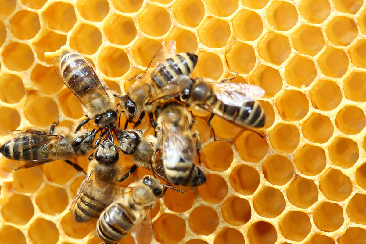 La danza de las abejas.
