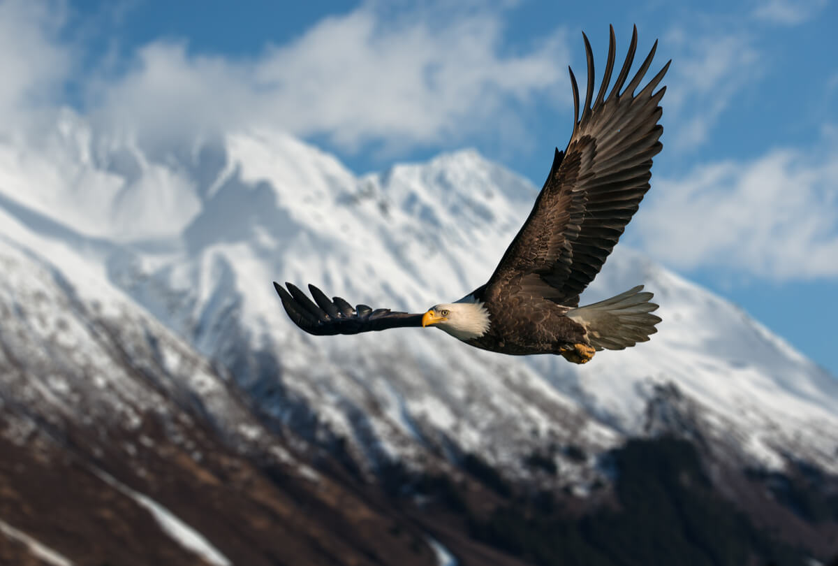 La vista del águila.