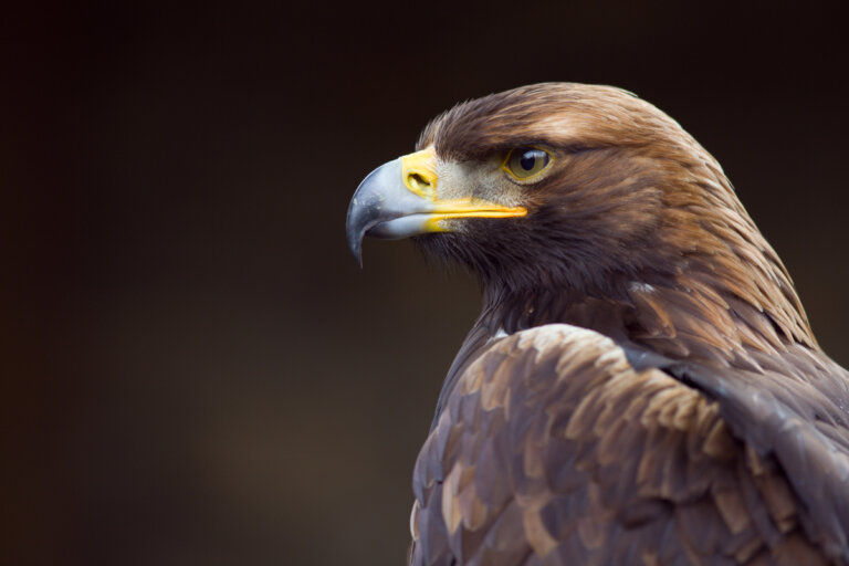 9 curiosidades de la visión del águila real