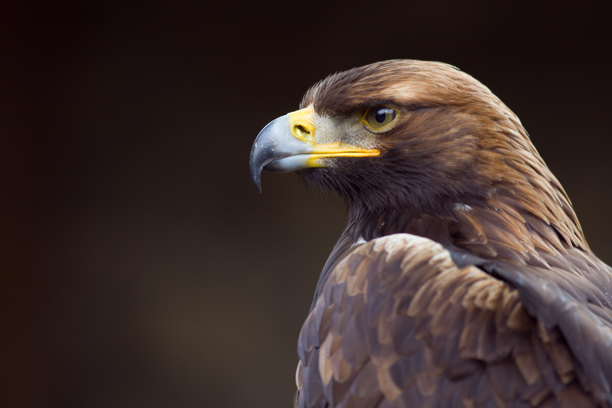 9 curiosidades de la visión del águila real