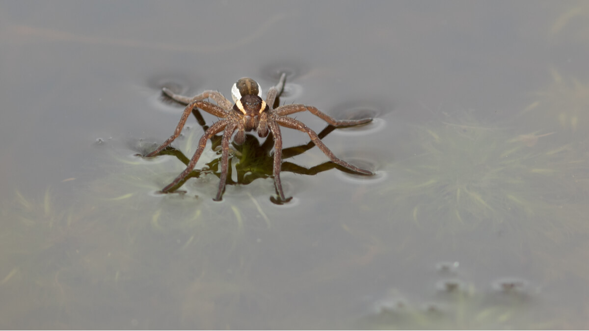 Una araña pescadora de peces.