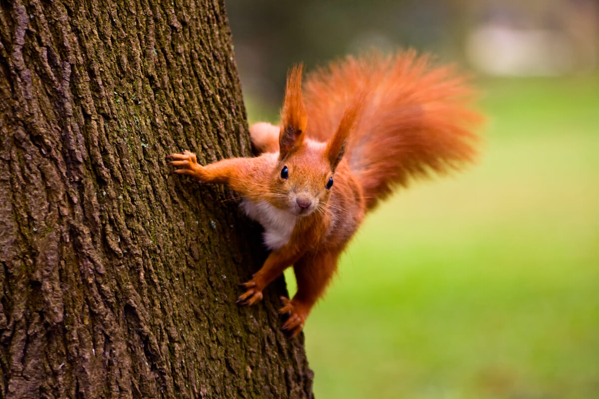 Una ardilla roja apoyada sobre un árbol.