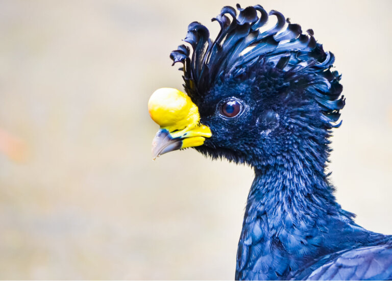 Aves que compiten por tener el pico más raro