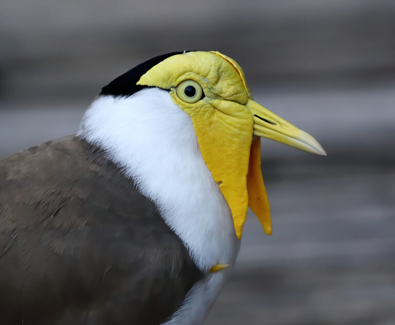 El avefría militar: un pájaro enmascarado