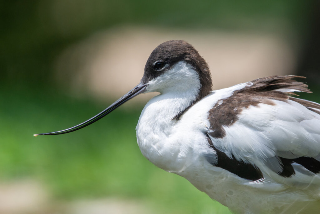 El pico más raro de la avoceta.