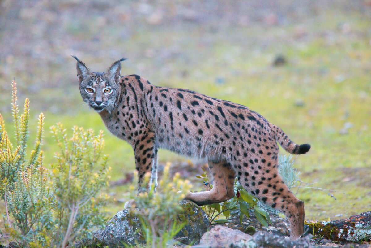 El lince ibérico es una especie endémica de España.