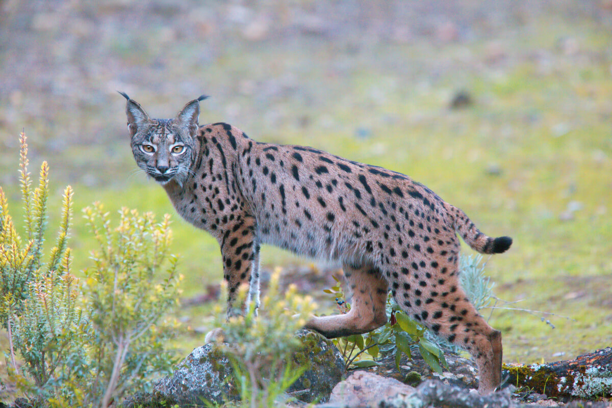 De Iberische lynx is een endemische soort in Spanje