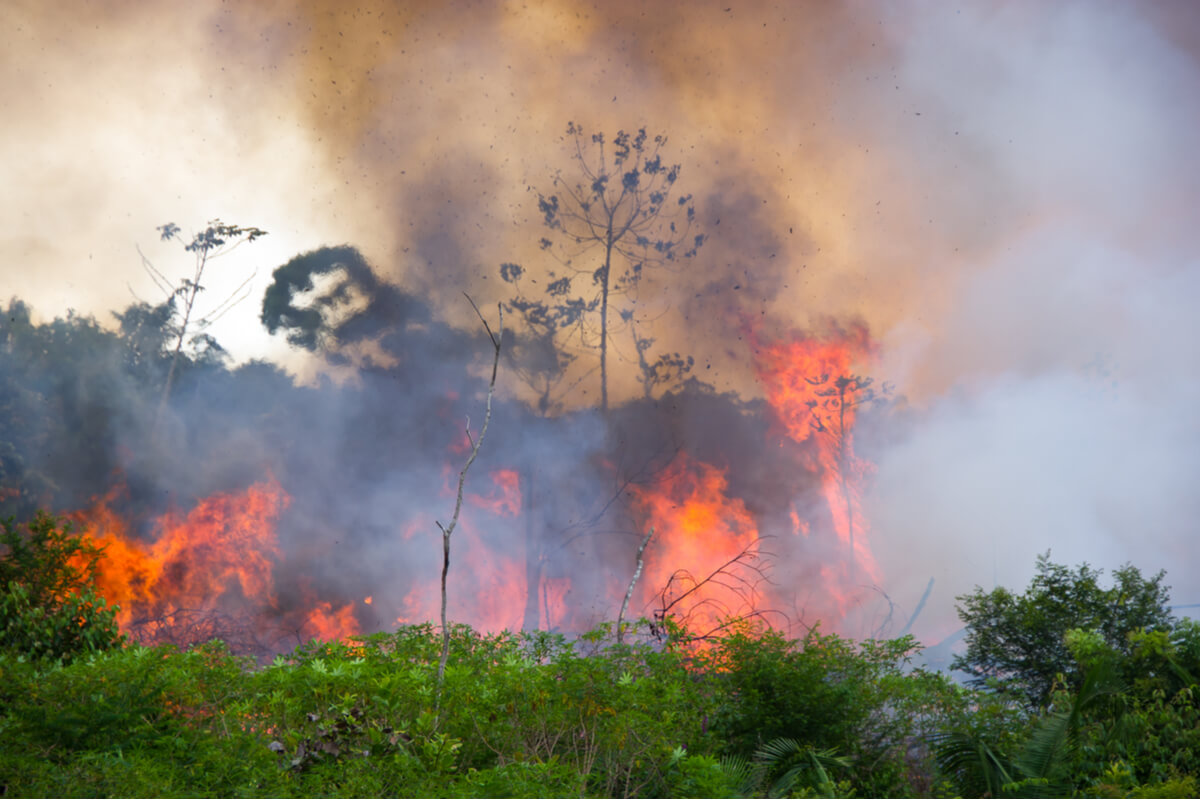 Un bosque en llamas por un incendio.