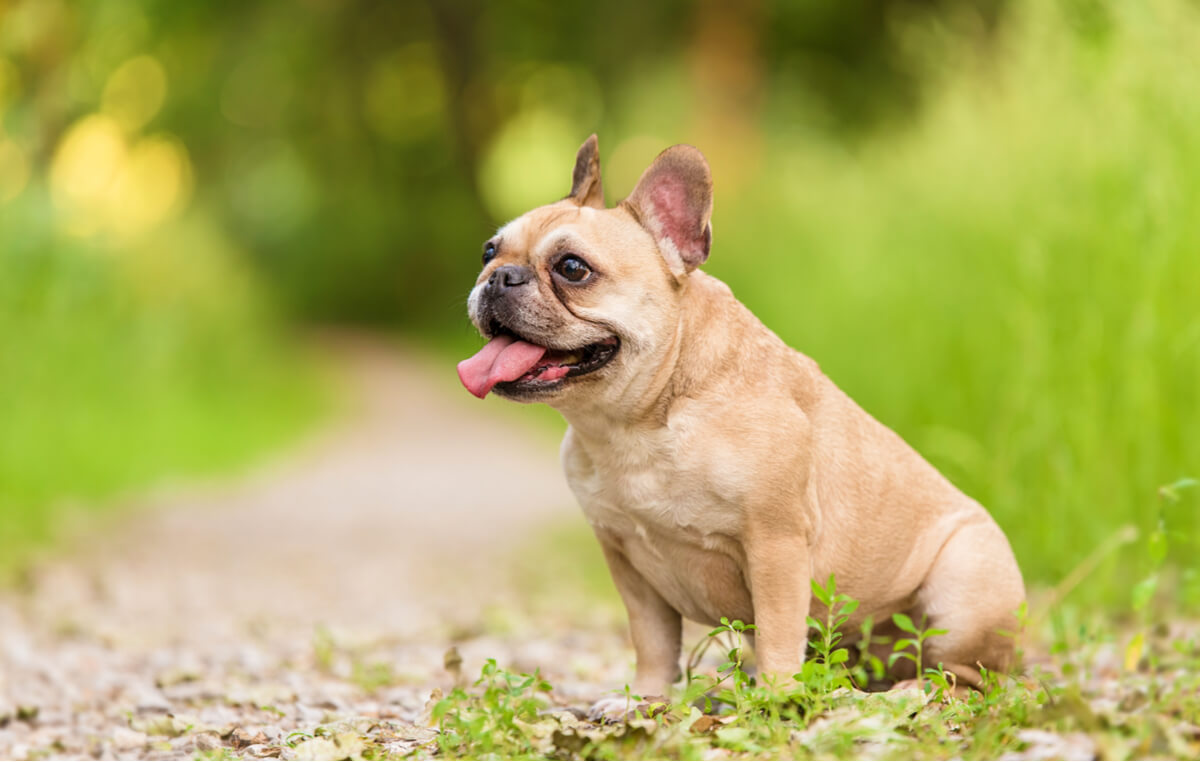 Die häufigsten Krankheiten bei Französischen Bulldoggen