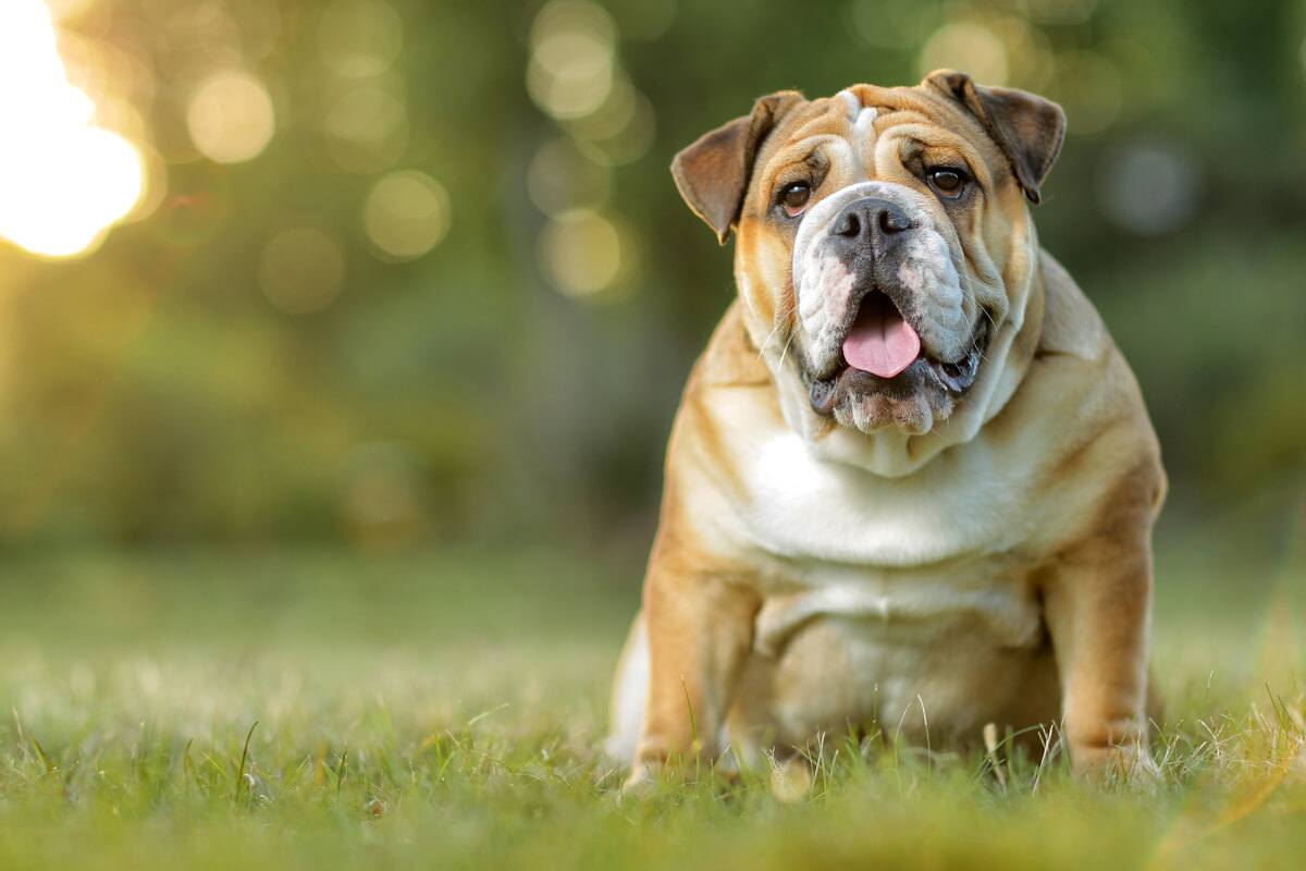 Un bulldog inglés.