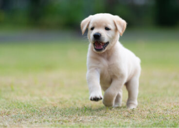 Parvovirus en cachorros recién nacidos