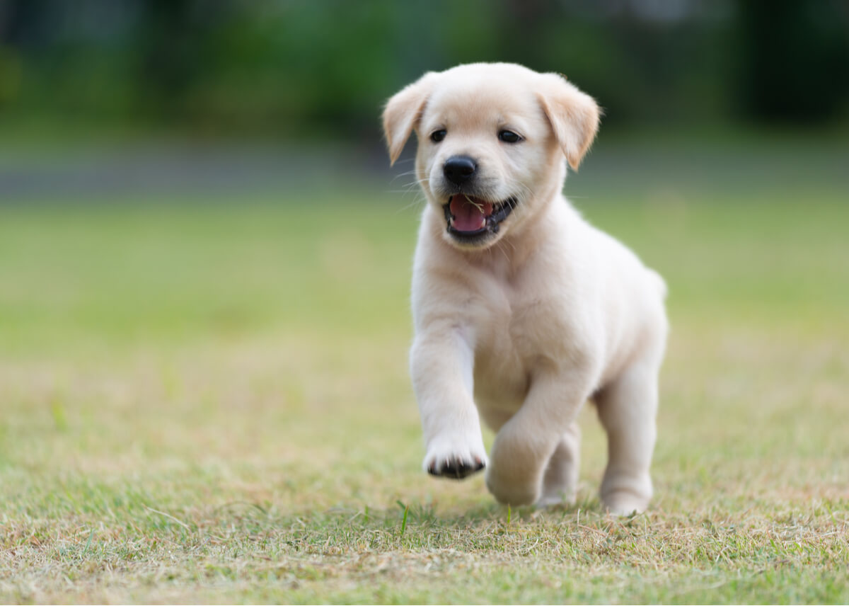 Un cachorro jugando en el parque.